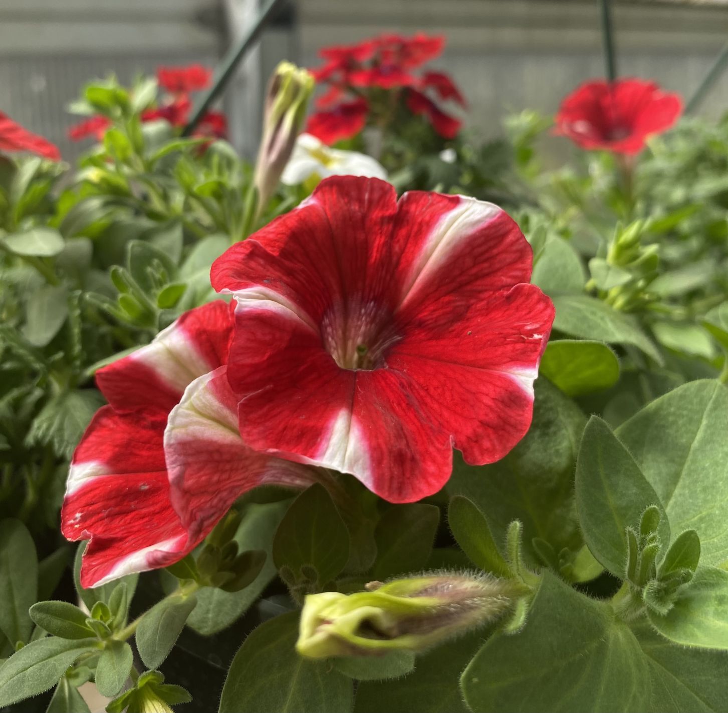 MCHS plant sale set for March 31, April 2